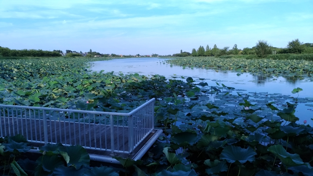 f:id:murasaki8823:20180818171118j:plain f:id:murasaki8823:20180818171118j:plain