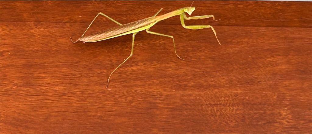 f:id:murasakisumire:20240930210804j:image f:id:murasakisumire:20240930210804j:image