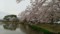 桜　土浦荒川沖