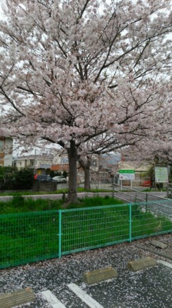 桜吹雪