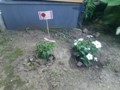 母が植えた花