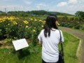 茨城県フラワーパーク