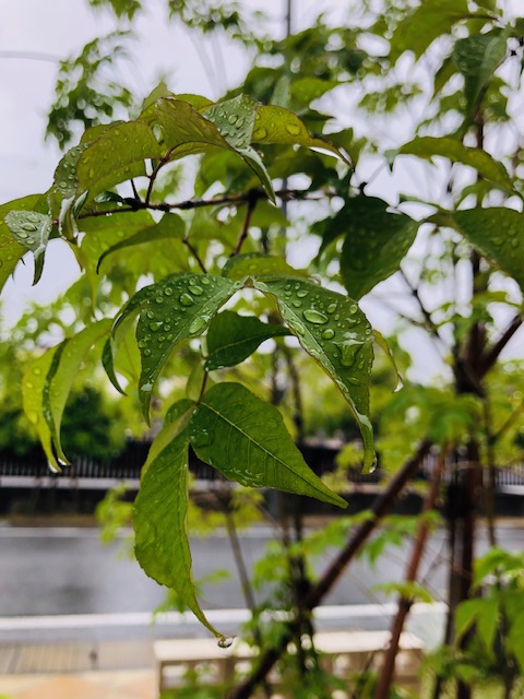 雨　植物　水滴