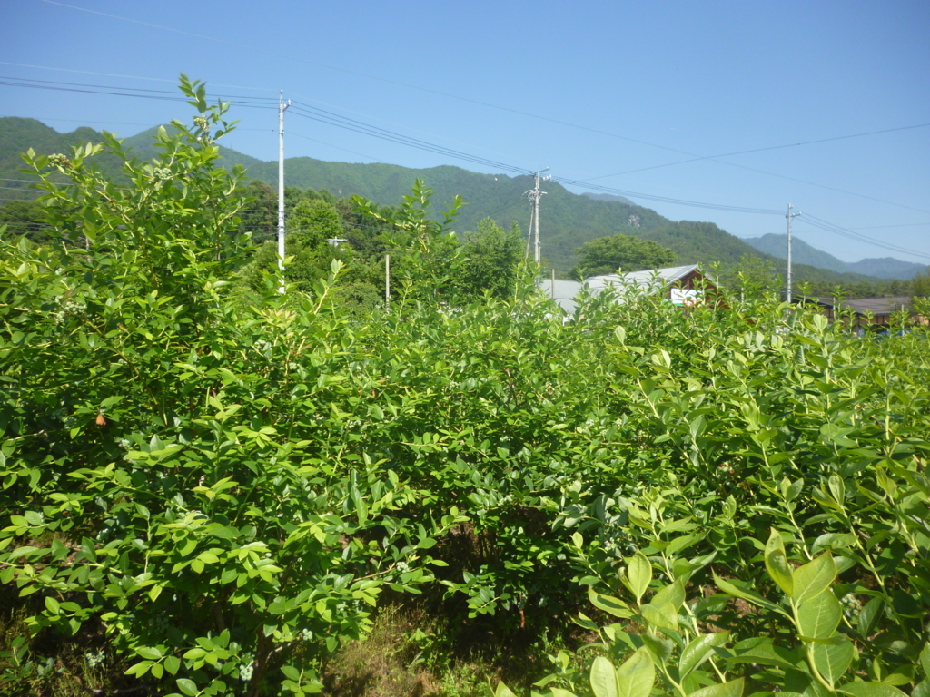 f:id:murayama147:20180604211307j:plain