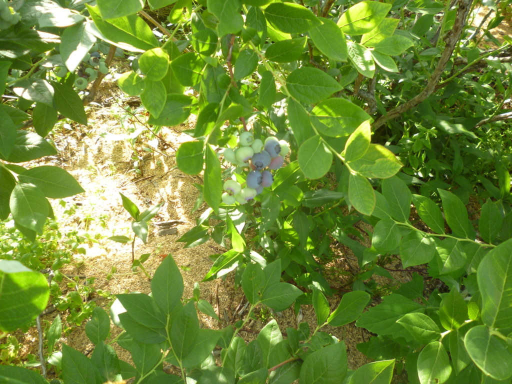 f:id:murayama147:20180607191439j:plain