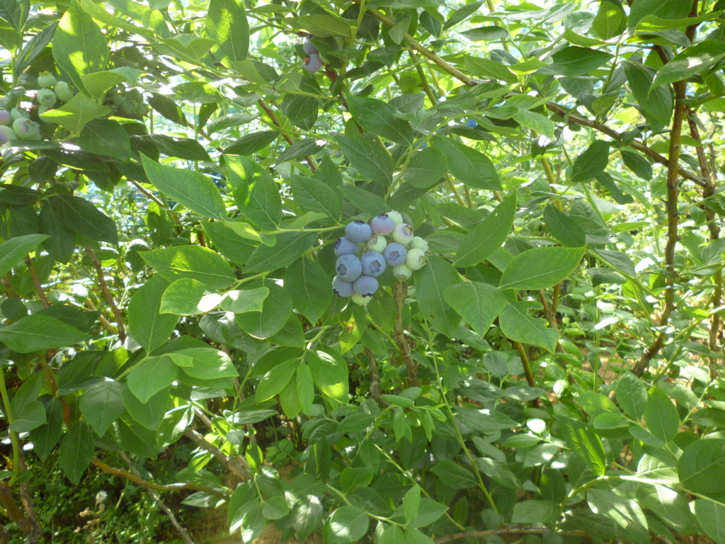 f:id:murayama147:20180607191535j:plain