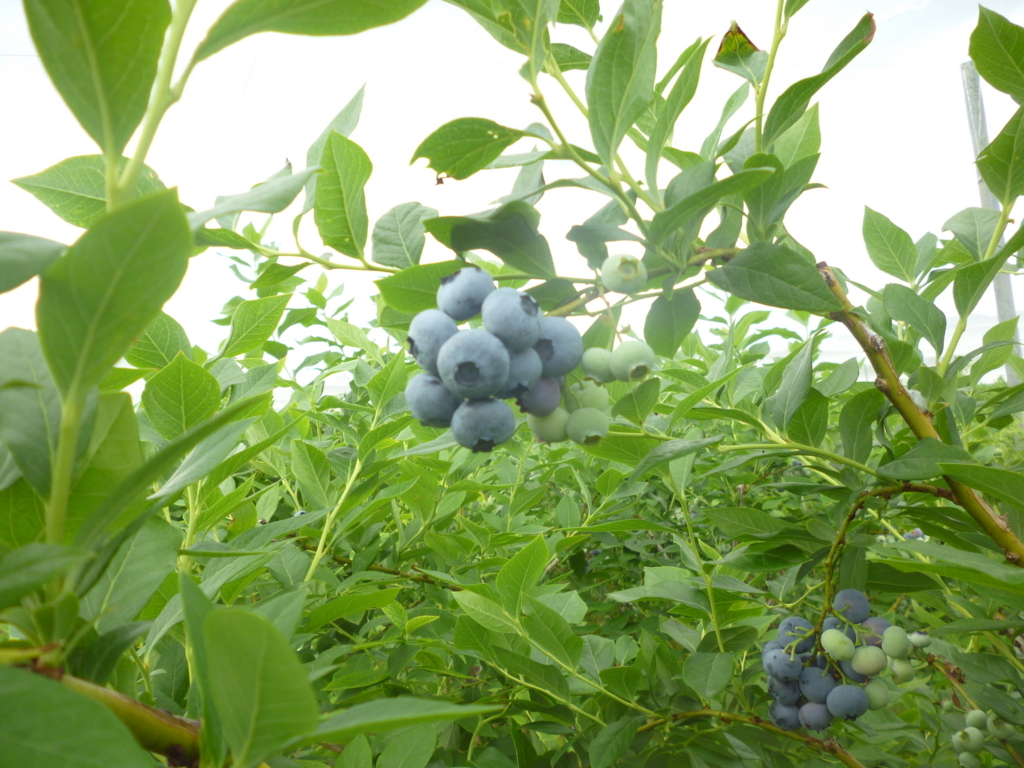 f:id:murayama147:20180617204823j:plain
