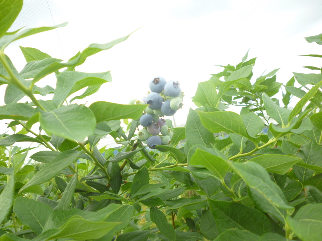 f:id:murayama147:20180617204925j:plain