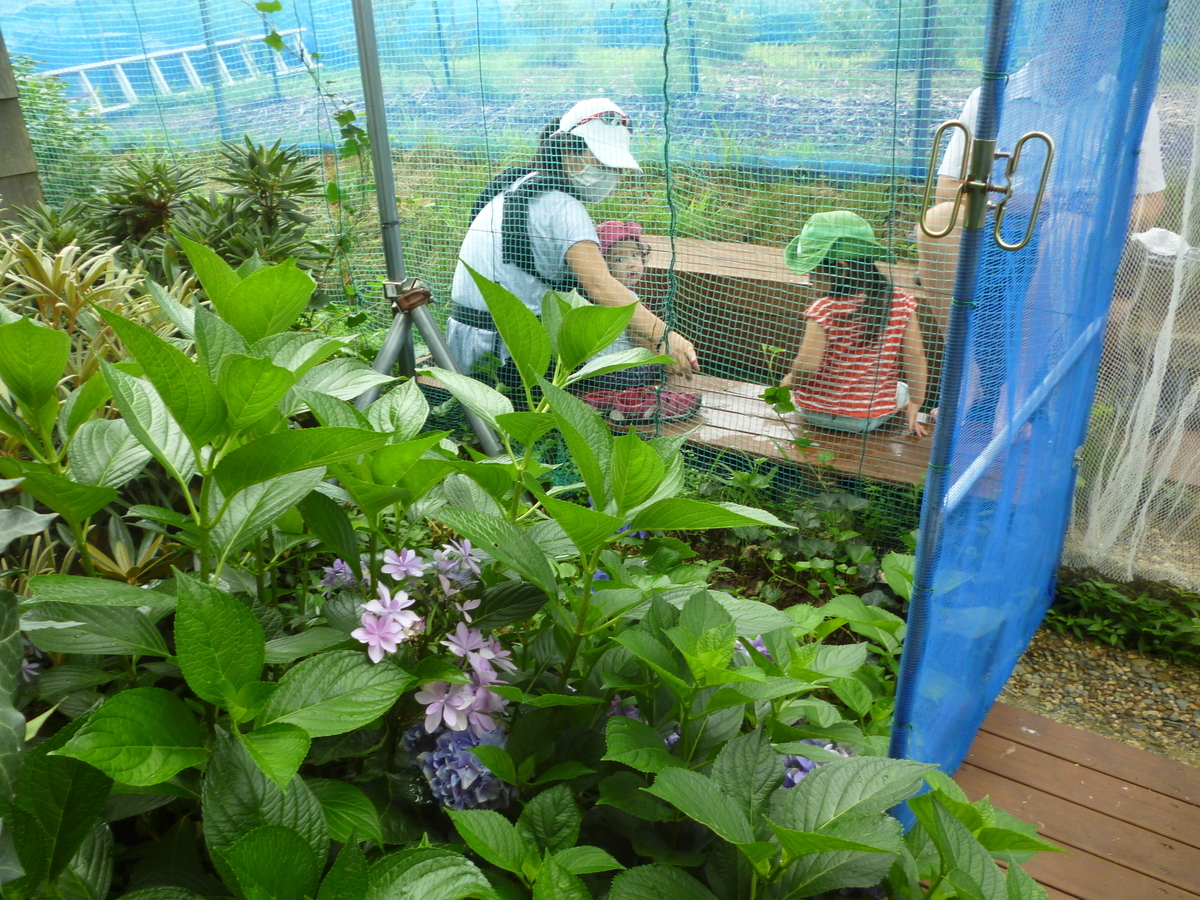 f:id:murayama147:20200724174632j:plain