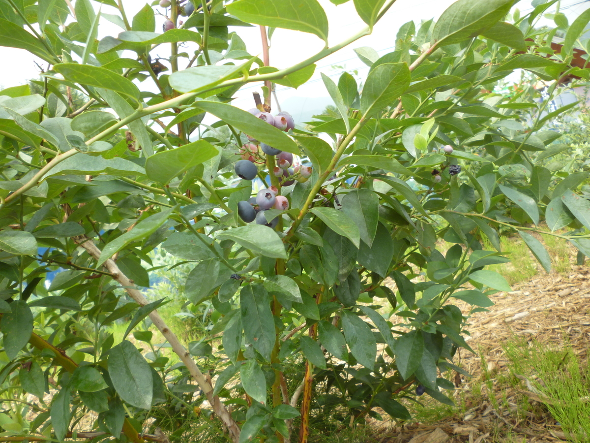 f:id:murayama147:20200807174954j:plain