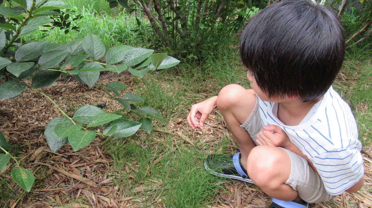 f:id:murayama147:20200822194131j:plain