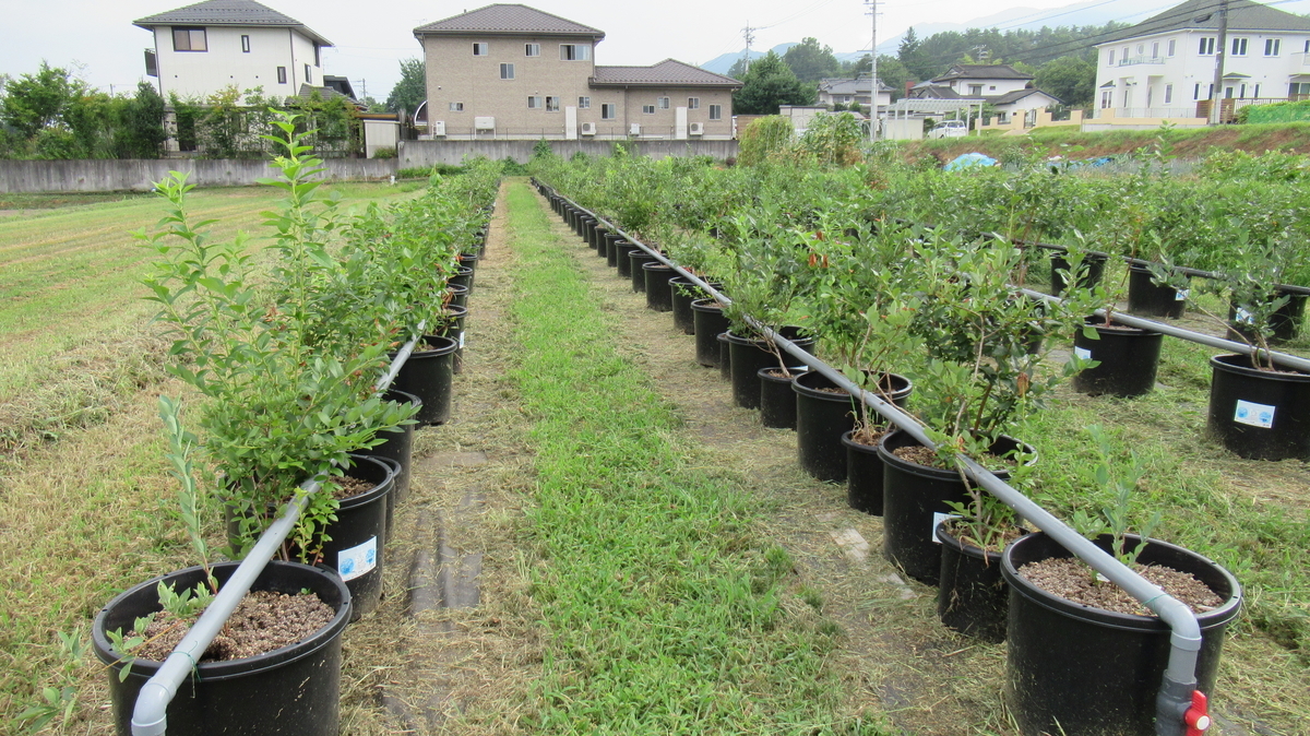 f:id:murayama147:20200822203246j:plain