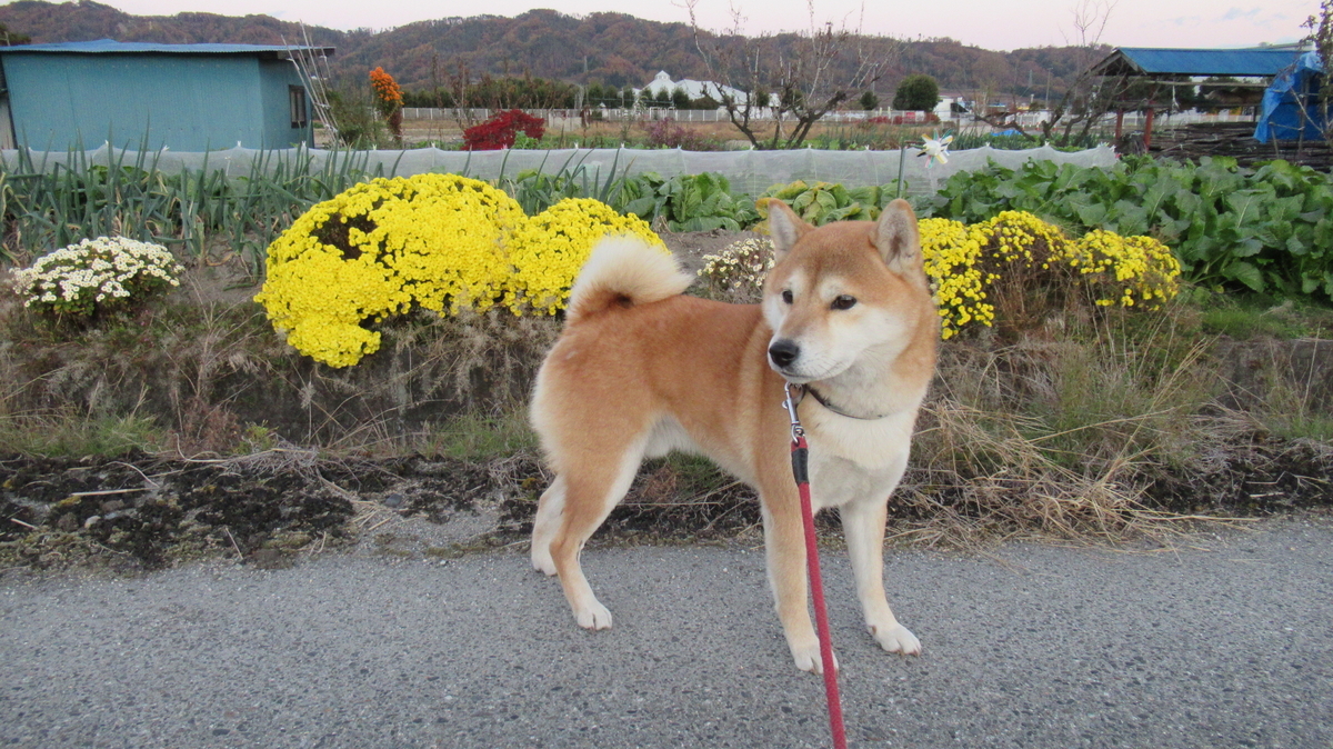 f:id:murayama147:20201110194715j:plain
