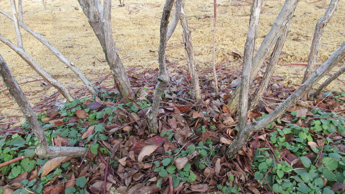 f:id:murayama147:20210111170303j:plain
