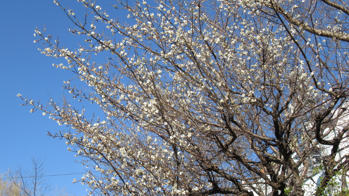 f:id:murayama147:20210225174936j:plain