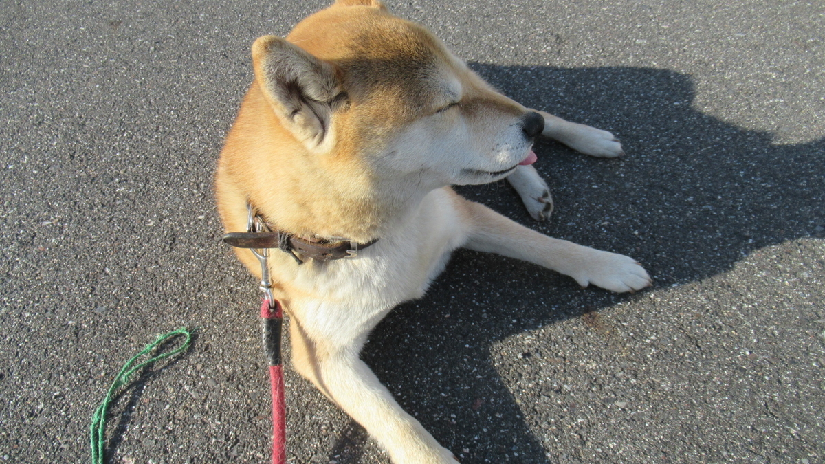 f:id:murayama147:20210427183708j:plain