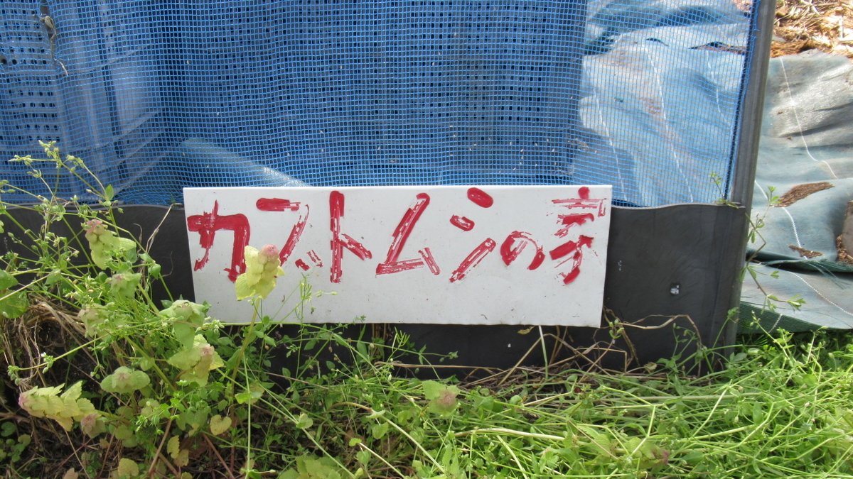f:id:murayama147:20210503170441j:plain