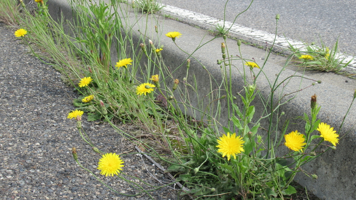 f:id:murayama147:20210526174142j:plain