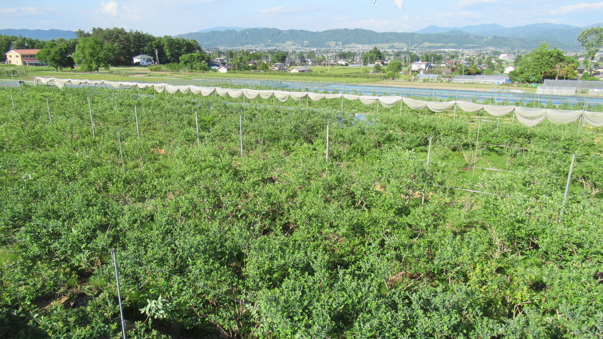 f:id:murayama147:20210529172540j:plain