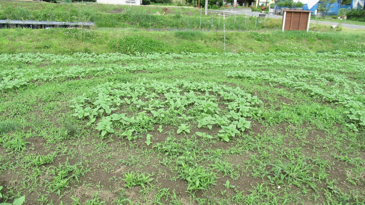 f:id:murayama147:20210618192933j:plain
