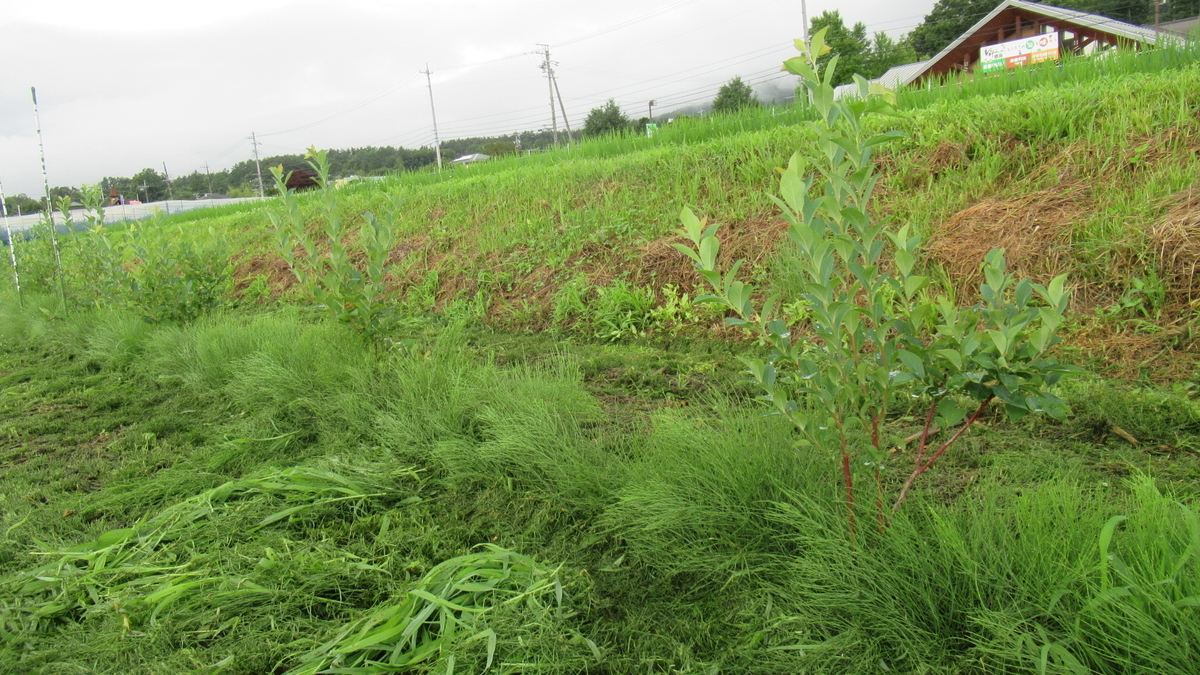 f:id:murayama147:20210705191026j:plain