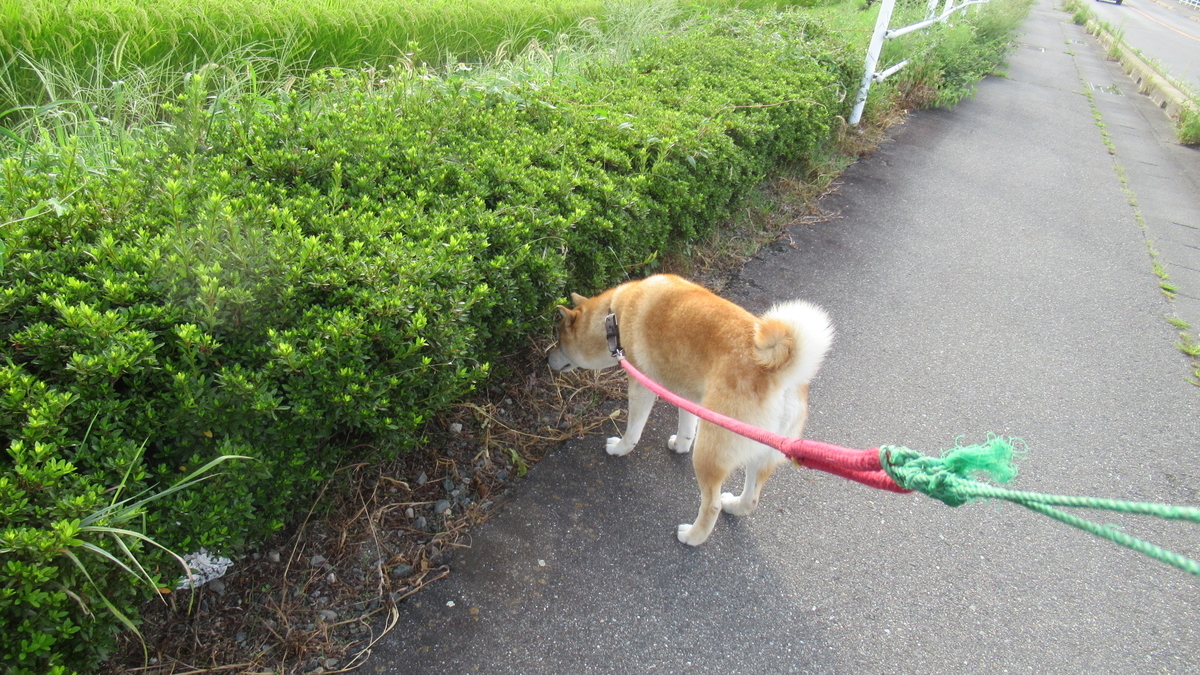 f:id:murayama147:20210825175021j:plain