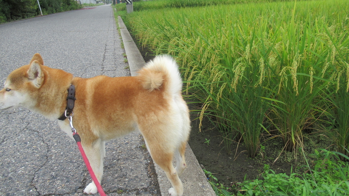 f:id:murayama147:20210901171107j:plain