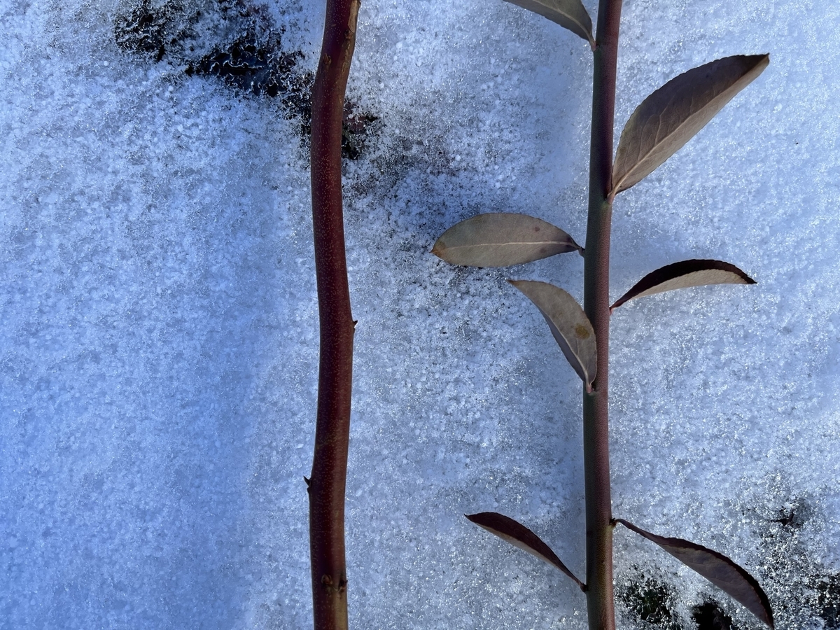 f:id:murayama147:20220107180324j:plain