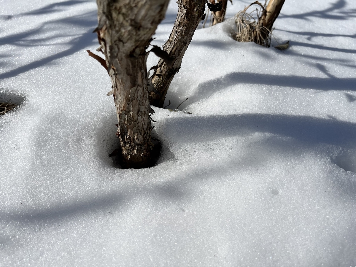 雪解けは幹の周りから 安曇野の丘村山ブルーベリー園 カブトムシ捕りひまわり迷路がある自然農園