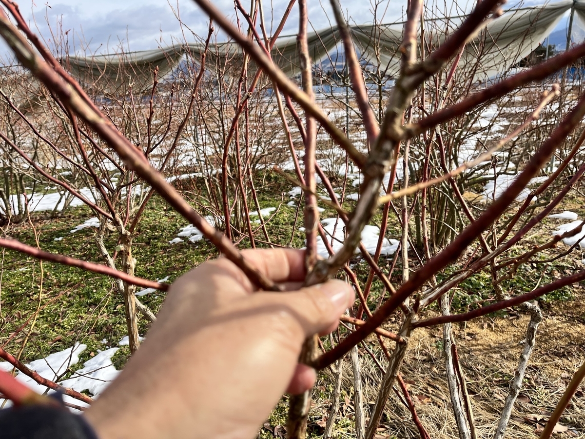 f:id:murayama147:20220131192934j:plain