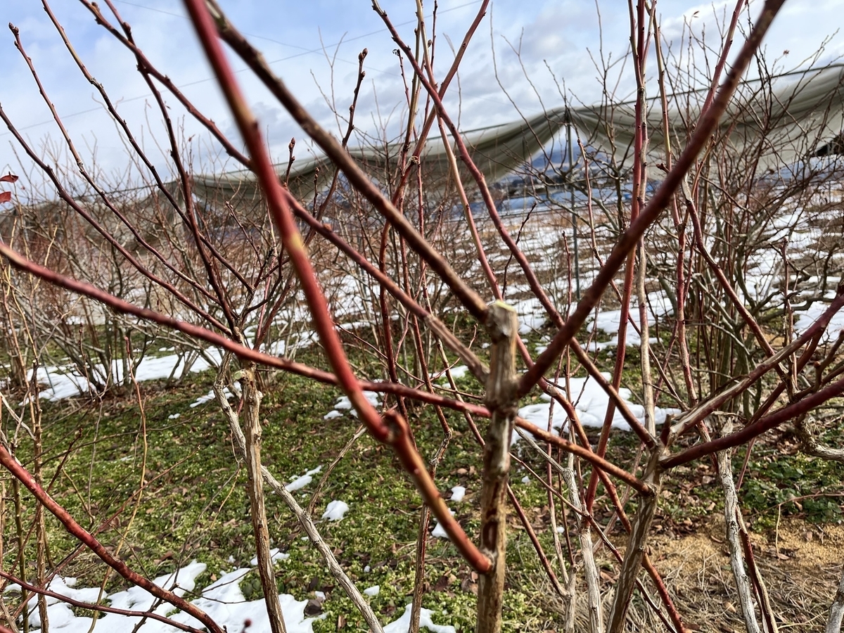 f:id:murayama147:20220131192952j:plain