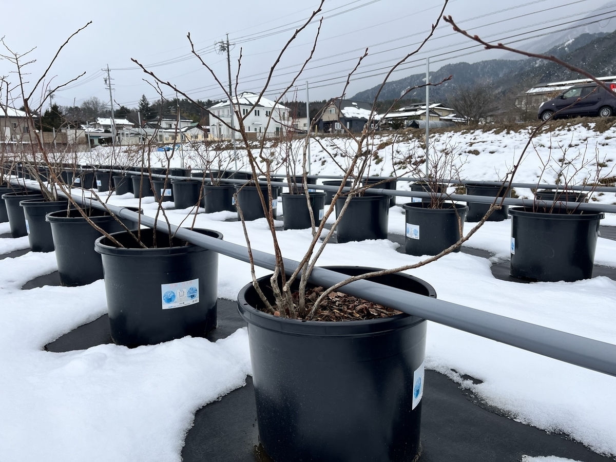 ポット栽培と地植え栽培を比較して一考 安曇野の丘村山ブルーベリー園 カブトムシ捕りひまわり迷路がある自然農園 ポット栽培と地植え栽培を比較して一考 安曇野の丘村山ブルーベリー園 カブトムシ捕りひまわり迷路がある自然農園