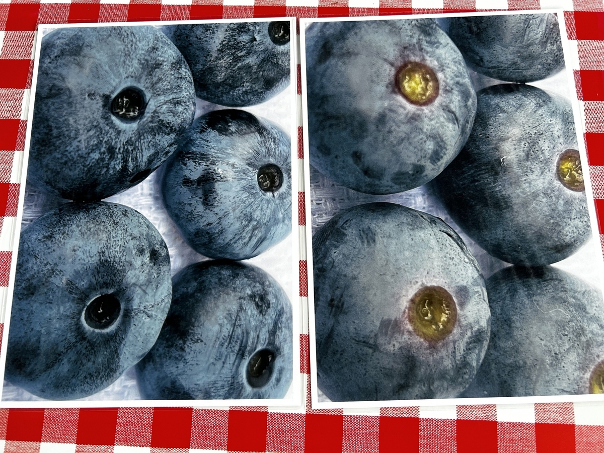 完熟の見極め方（ハイブッシュ系） - 安曇野の丘村山ブルーベリー園