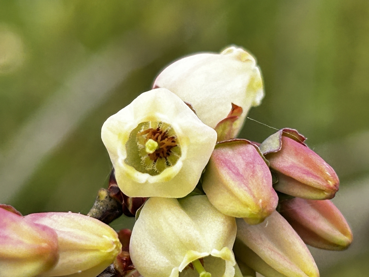 ブルーベリーの花は五角形 - 安曇野の丘村山ブルーベリー園 カブトムシ