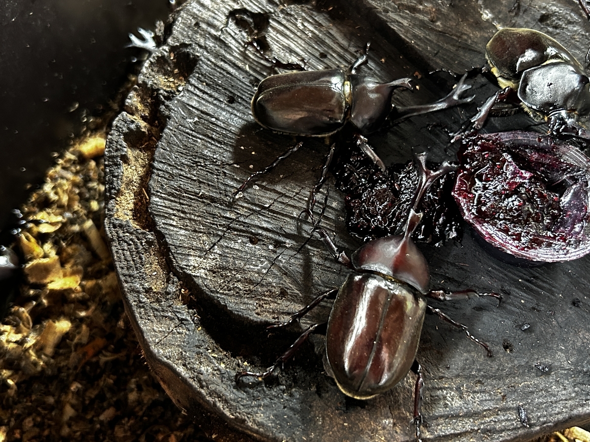 カブトムシ 大量発生 - 安曇野の丘村山ブルーベリー園 カブトムシ捕り