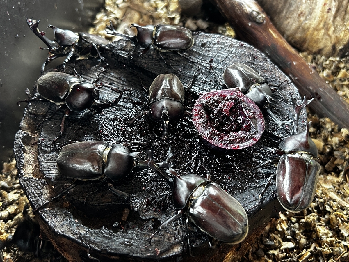 カブトムシ 大量発生 - 安曇野の丘村山ブルーベリー園 カブトムシ捕り