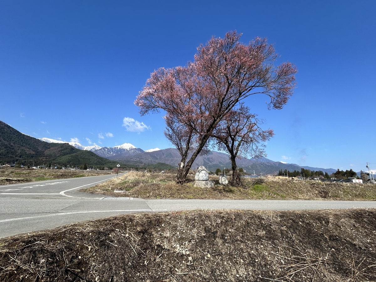 ピンクレモネードの大株をいただいてきました - 安曇野の丘村山