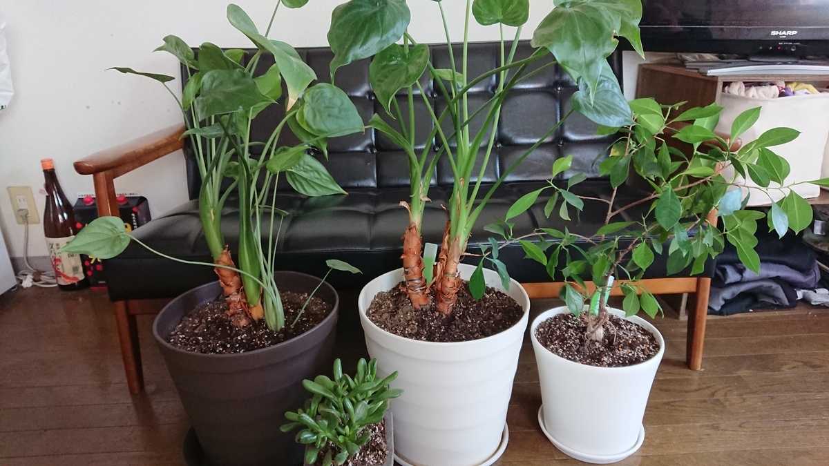 ビカクシダはじめてますねん - むらよし農園