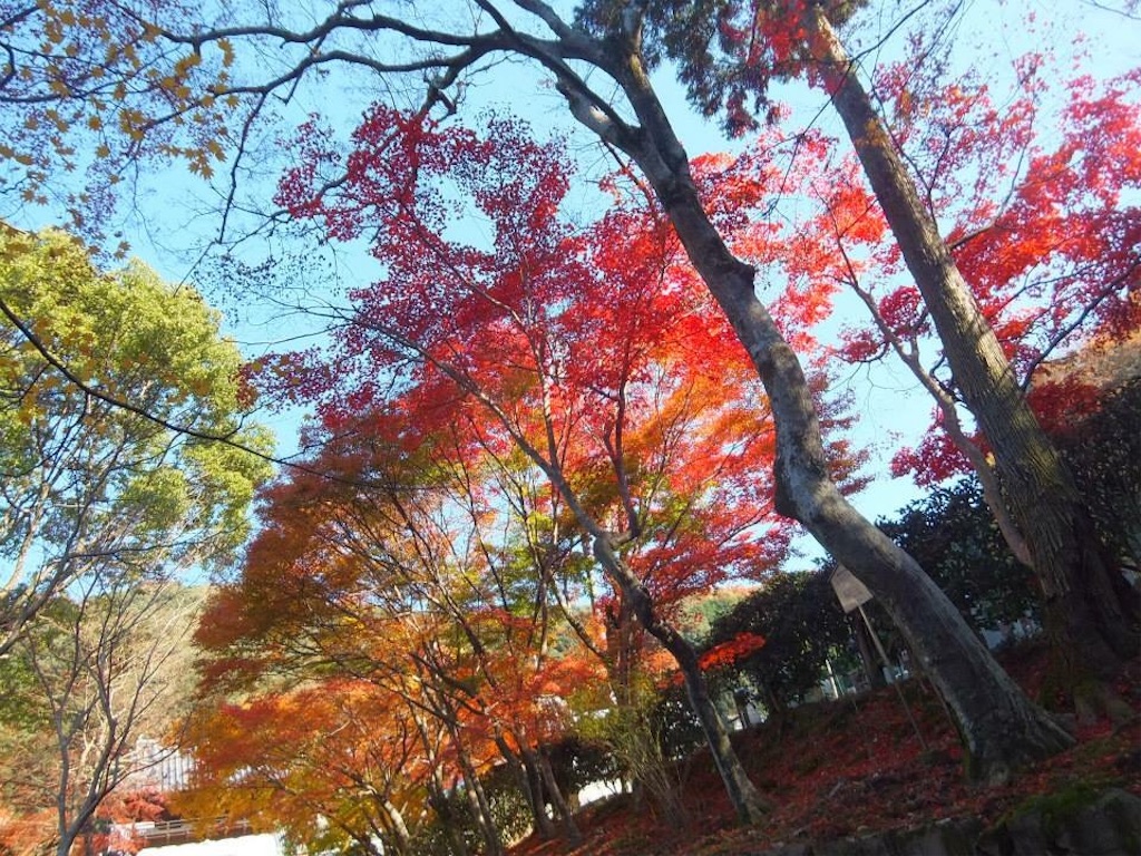 f:id:murayu24:20171204193237j:image f:id:murayu24:20171204193237j:image