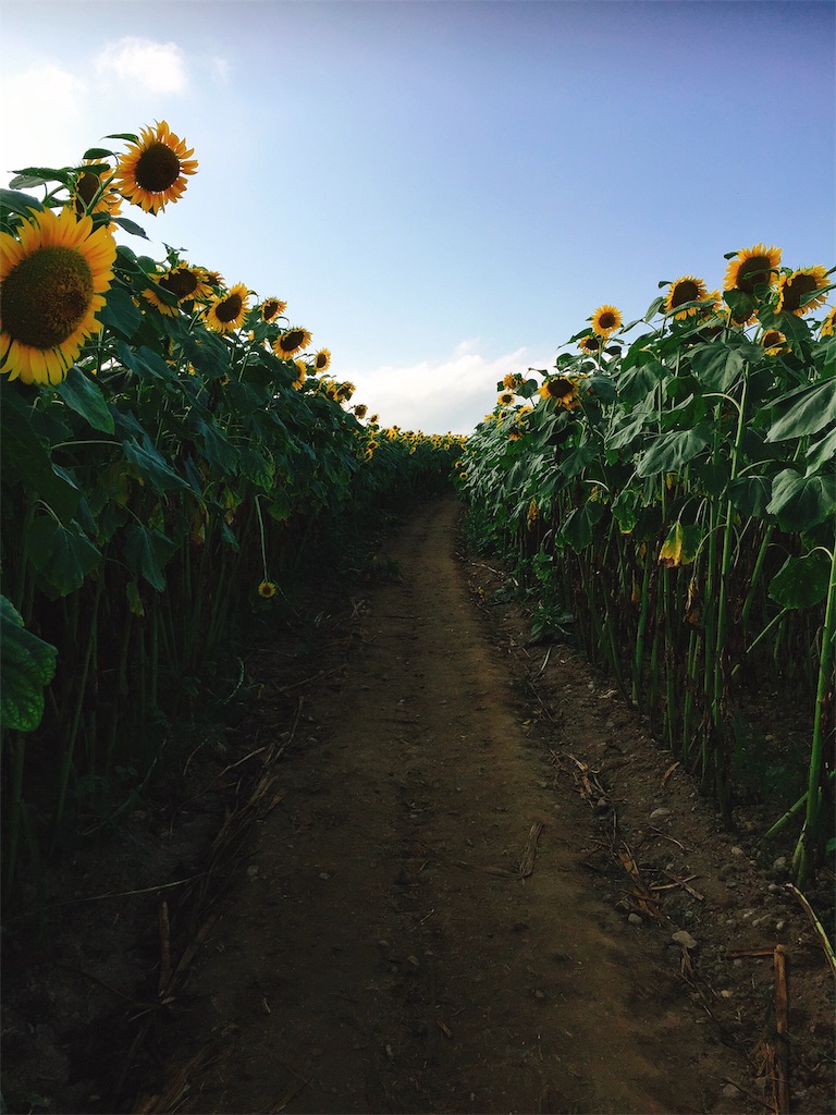 f:id:muriyada444:20190818160155j:image