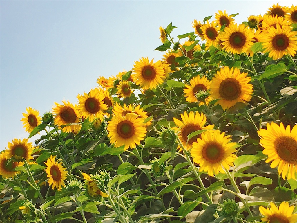 f:id:muriyada444:20190818160244j:image