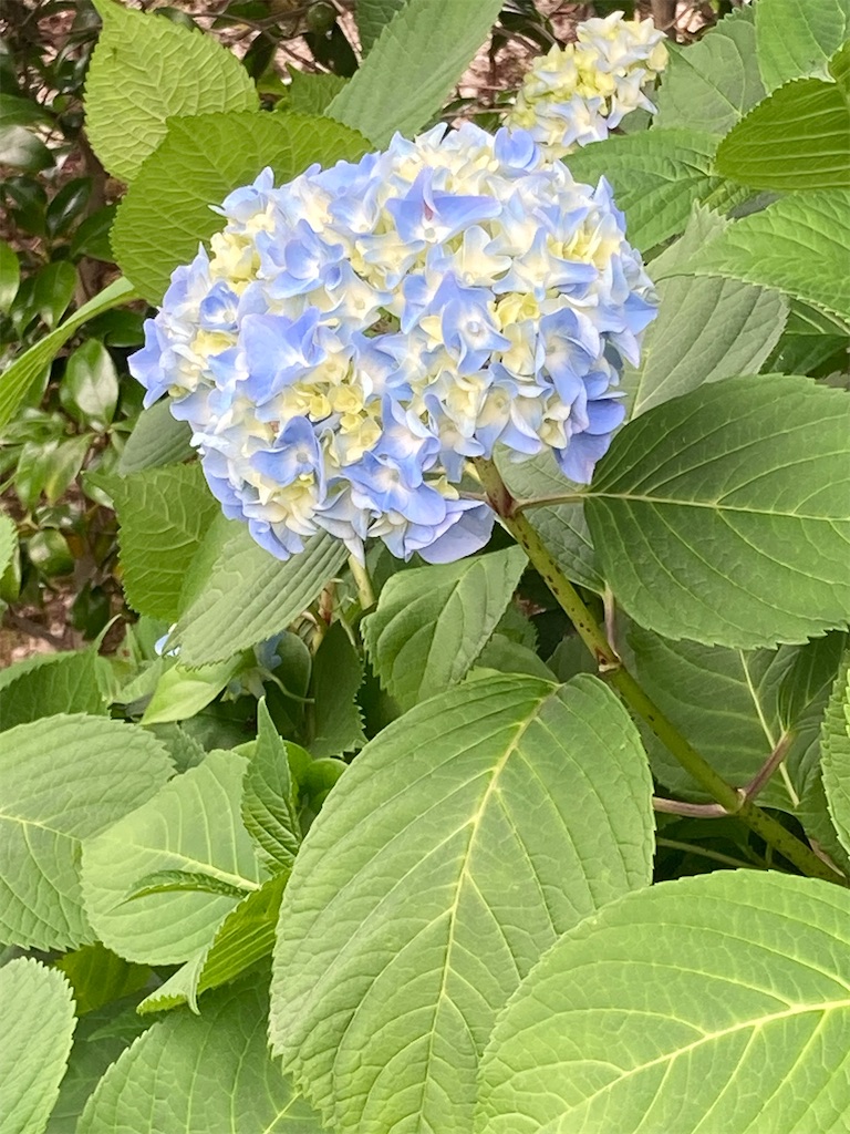 f:id:muriyada444:20250608193631j:image
