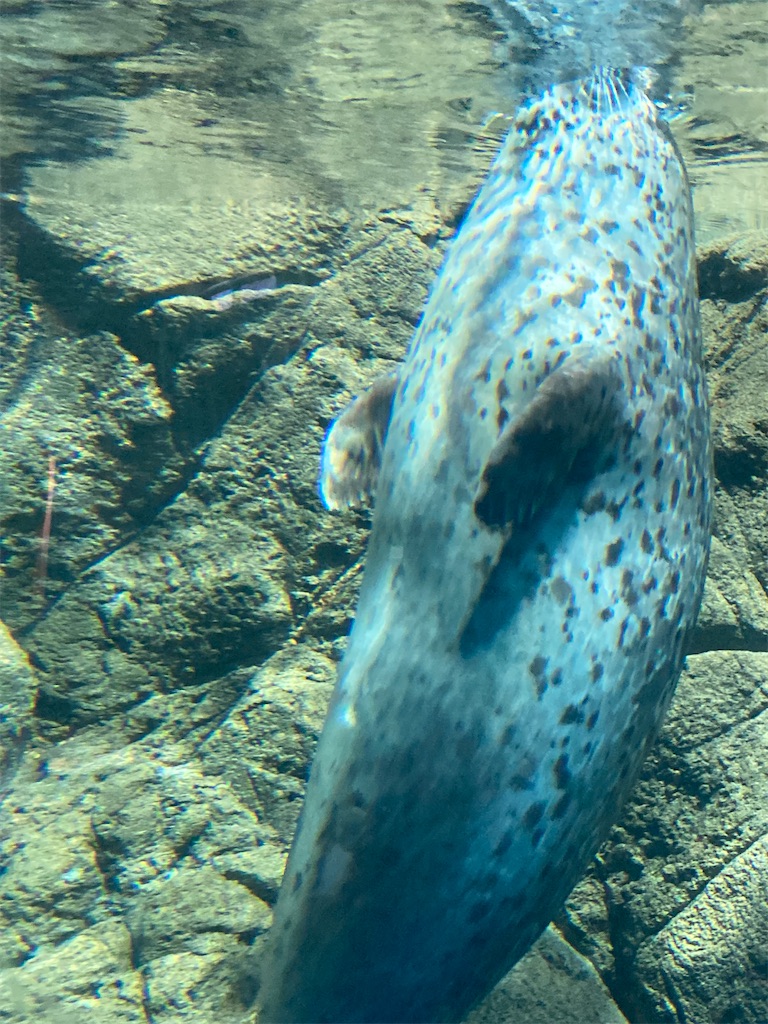 f:id:muriyada444:20250815083355j:image