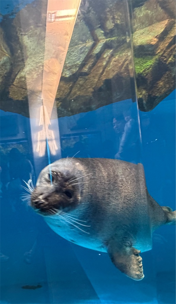 f:id:muriyada444:20260205190332j:image