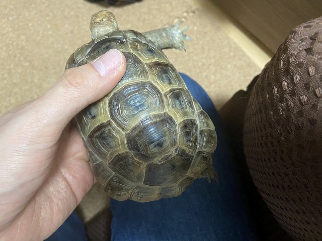 亀のように生きたい