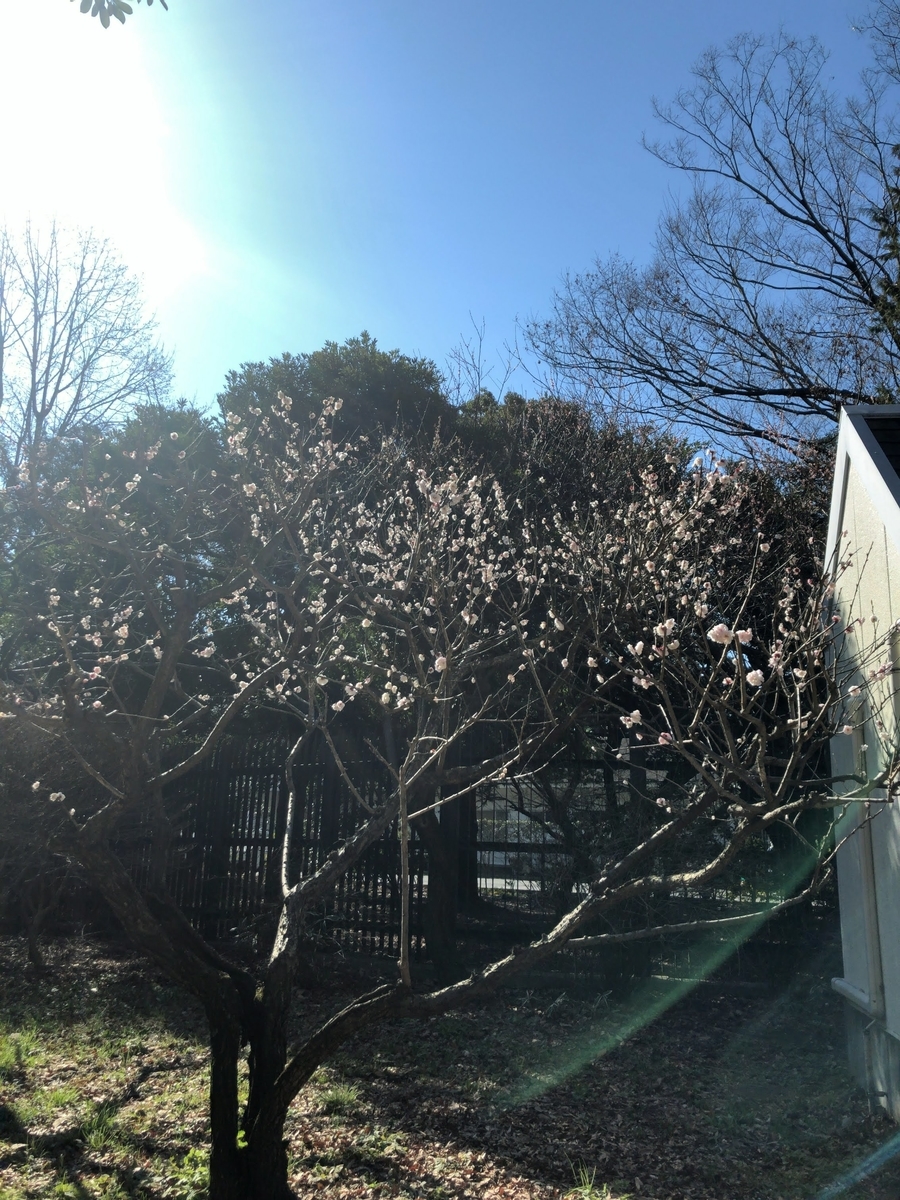 f:id:muro3:20190315104100j:plain f:id:muro3:20190315104100j:plain