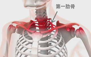 第一肋骨の重要性 読むだけでパフォーマンスが上がるブログ