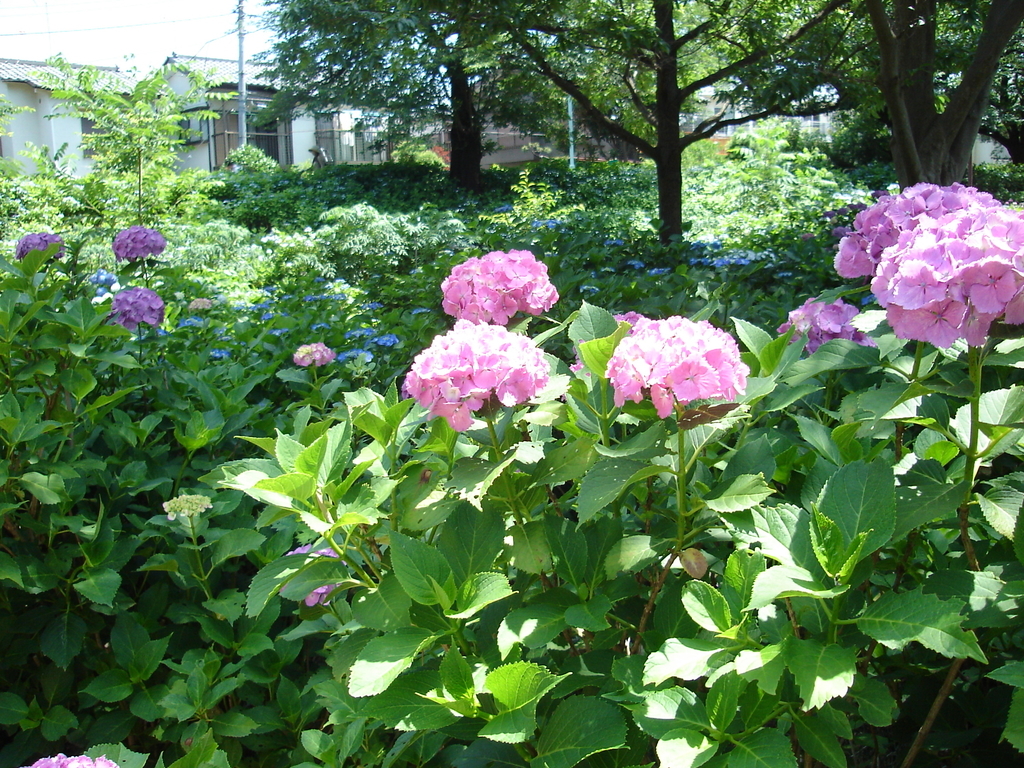 あじさい公園