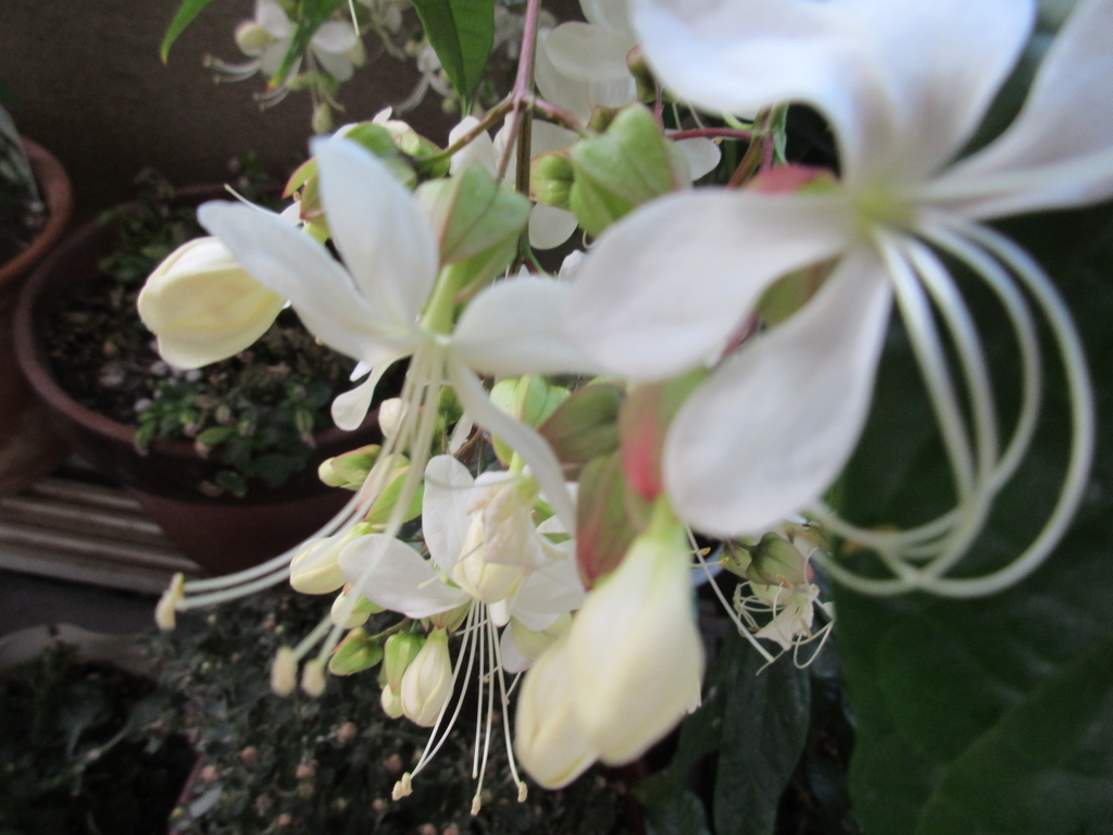 クラリンドウ ふたりでお茶を