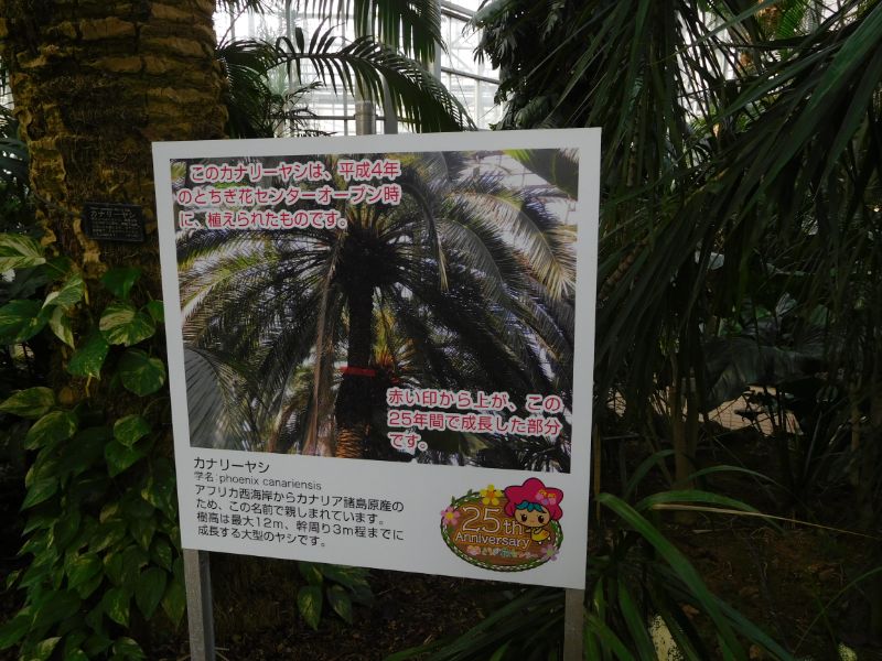 南国 多肉だ とちぎ花センターへ行って来た 3月に 今日も鬱だけど一歩だけ歩いてみる